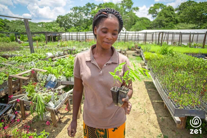 Miomboskog i Copperbelt, Zambia — WeForest-projekt