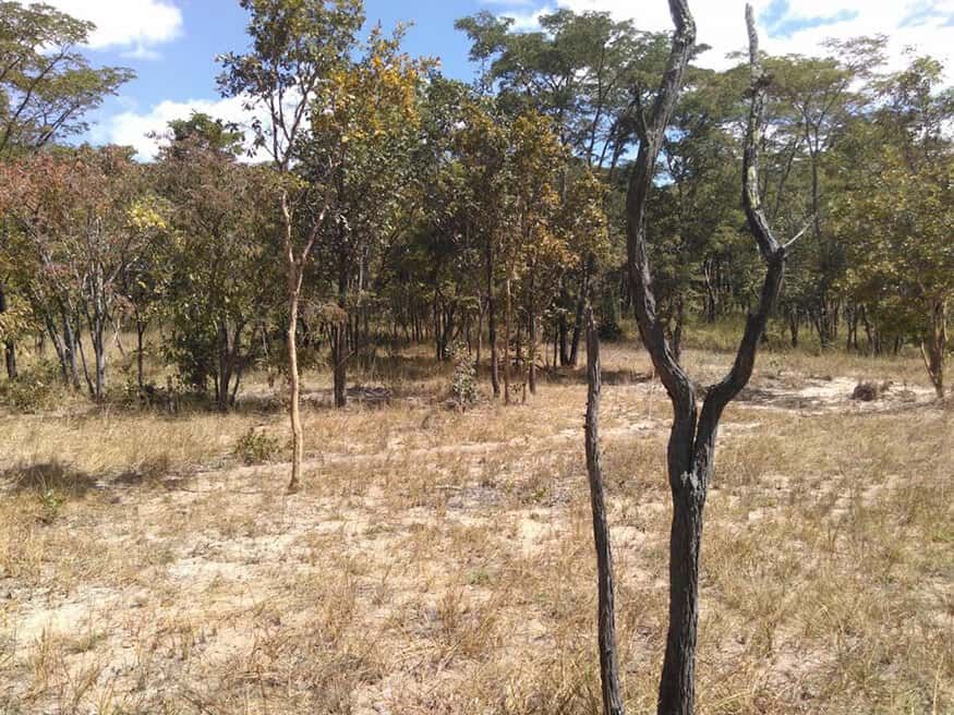 Miomboskog i Copperbelt, Zambia — återställd skogsmark