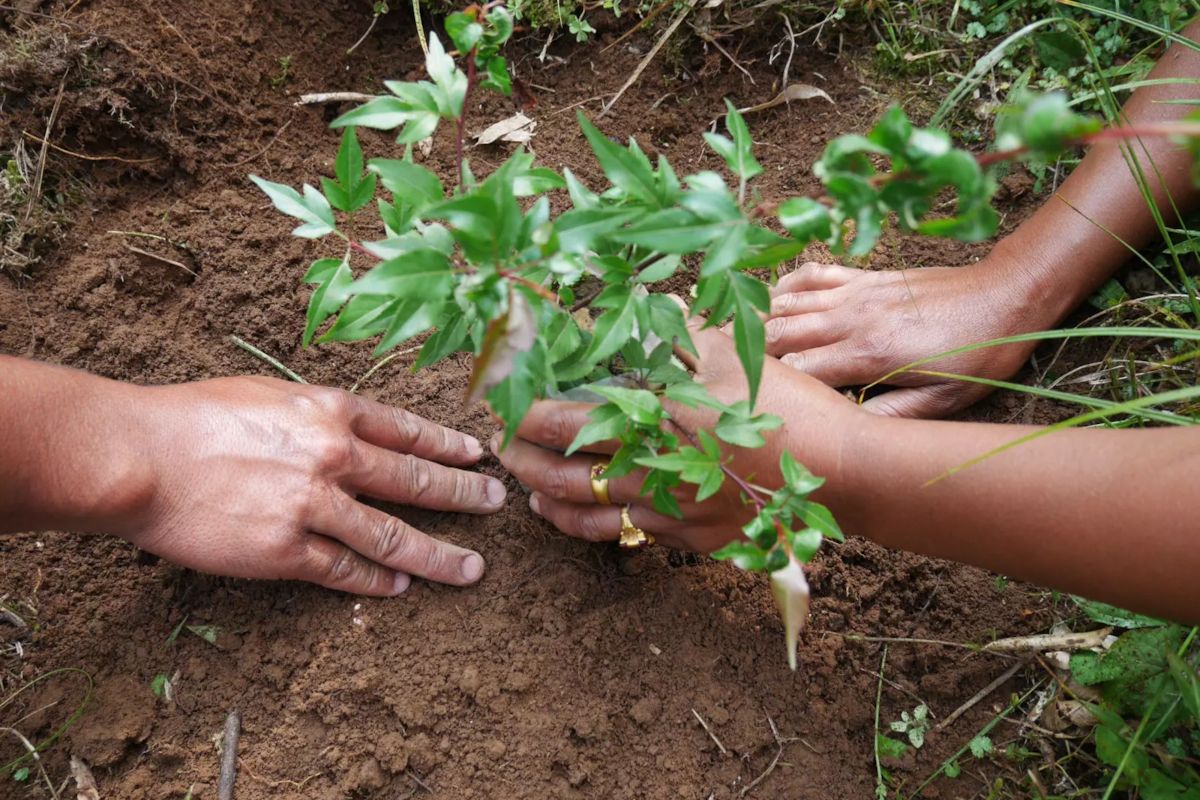 Plantskola i Khasi Hills, Indien — nya trädplantor inför utplantering