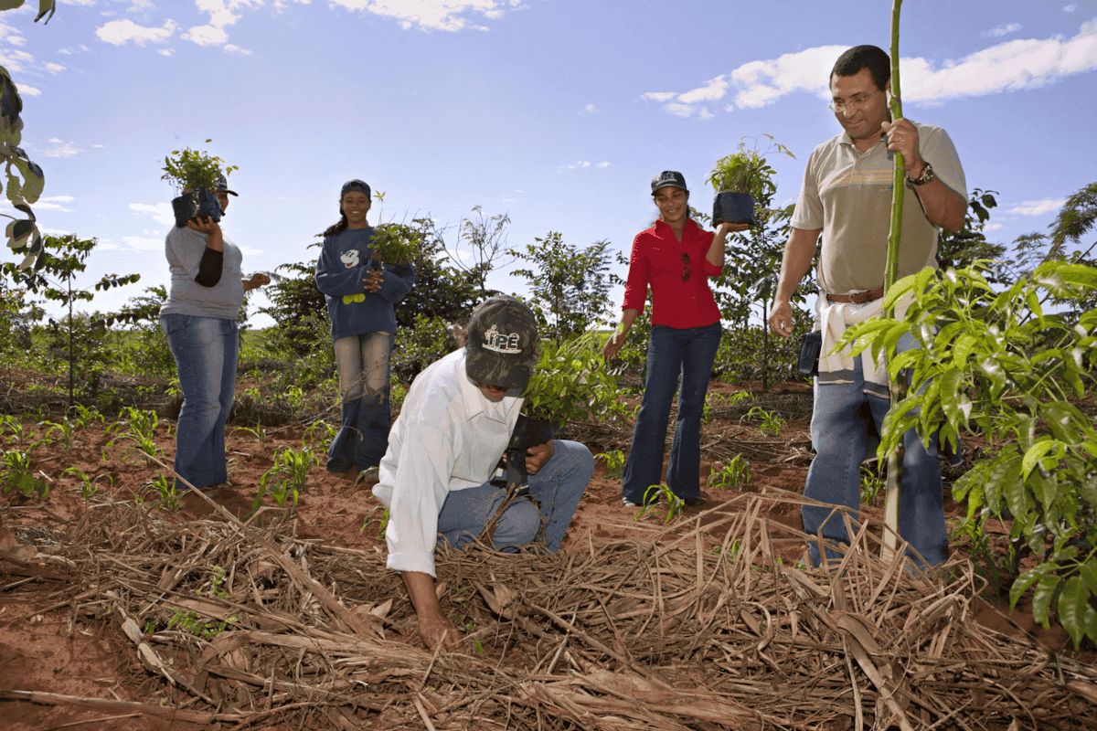 Atlantskog i Pontal, Brasilien — WeForest-projekt